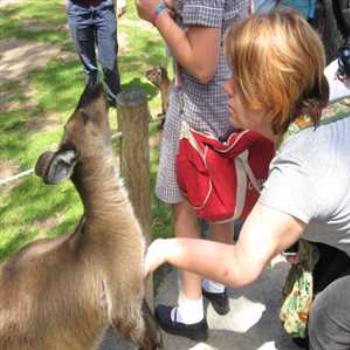 <b>Feeding and petting Roos (Healsville Sanctuary '09/LankyYank)</b> <b>Feeding and petting Roos (Healsville Sanctuary '09/LankyYank)</b>