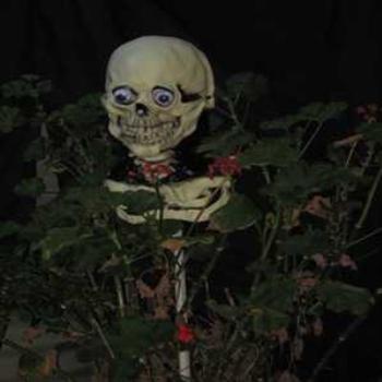 <b>Spook in Bean's back yard (Halloween Down-under '09/LankyYank)</b> <b>Spook in Bean's back yard (Halloween Down-under '09/LankyYank)</b>