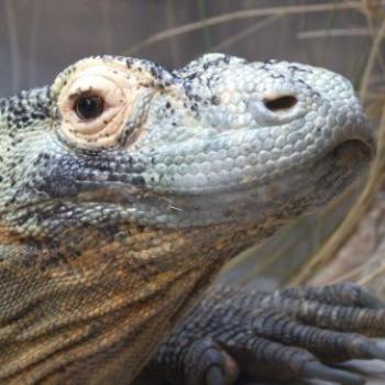 <b>Komodo Dragon, St Augustine Alligator Farm, Florida - Eileen (Surrey, England)</b> <b>Komodo Dragon, St Augustine Alligator Farm, Florida - Eileen (Surrey, England)</b>