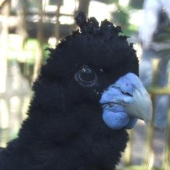 <b>Bird whose name I can't remember, St Augustine Alligator Farm, Florida - Eileen (Surrey, England)</b> <b>Bird whose name I can't remember, St Augustine Alligator Farm, Florida - Eileen (Surrey, England)</b>
