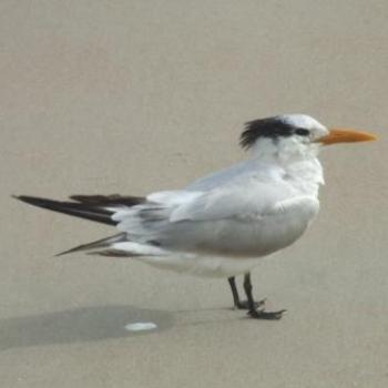 <b>Royal Tern (apologies for the poo!), Daytona Beach, Florida - Eileen (Surrey, England)</b> <b>Royal Tern (apologies for the poo!), Daytona Beach, Florida - Eileen (Surrey, England)</b>