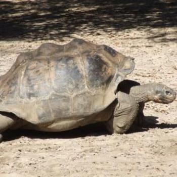 <b>Giant tortoise, St Augustine Alligator Farm, Florida - Eileen (Surrey, England)</b> <b>Giant tortoise, St Augustine Alligator Farm, Florida - Eileen (Surrey, England)</b>
