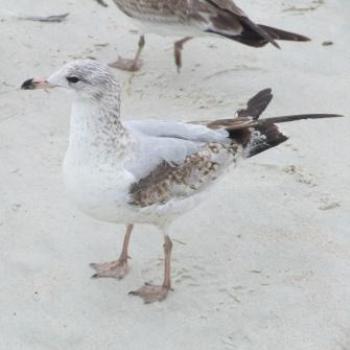 <b>Juvenile Gull, Ormond Beach, Florida, Eileen (Surrey, England)</b> <b>Juvenile Gull, Ormond Beach, Florida, Eileen (Surrey, England)</b>
