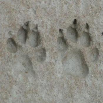 <b>Paw-prints in the sand, Sirdai, Corfu - Eileen (Surrey, England)</b> <b>Paw-prints in the sand, Sirdai, Corfu - Eileen (Surrey, England)</b>