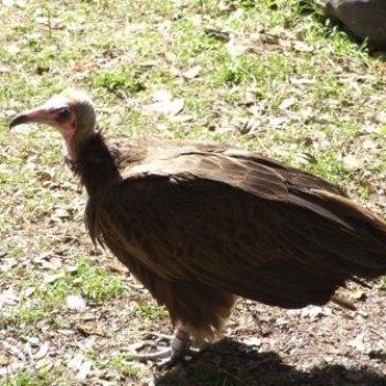<b>Hooded Vulture, St Augustine Alligator Farm, Florida - Eileen (Surrey, England)</b> <b>Hooded Vulture, St Augustine Alligator Farm, Florida - Eileen (Surrey, England)</b>