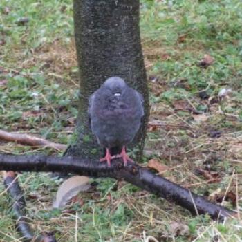 <b>I'm A Pigeon in the Rain, St James Park, London, England - Eileen (Surrey, England)</b> <b>I'm A Pigeon in the Rain, St James Park, London, England - Eileen (Surrey, England)</b>