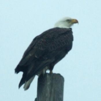 <b>Bald Eagle, Kennedy Space Centre, Florida - Eileen (Surrey, England)</b> <b>Bald Eagle, Kennedy Space Centre, Florida - Eileen (Surrey, England)</b>