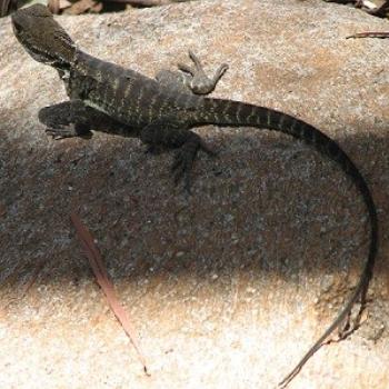 <b>Lizard sunning itself, Canberra Zoo, Jan 09 / Chris from Canberra</b> <b>Lizard sunning itself, Canberra Zoo, Jan 09 / Chris from Canberra</b>