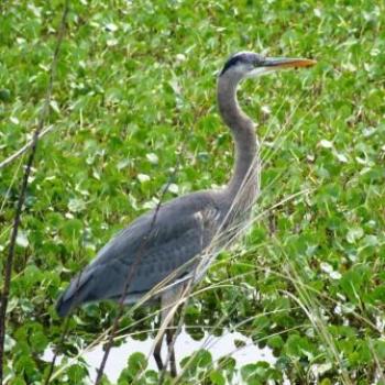 <b>Grey Heron, Lake Woodruff, Florida - Eileen (Surrey, England)</b> <b>Grey Heron, Lake Woodruff, Florida - Eileen (Surrey, England)</b>