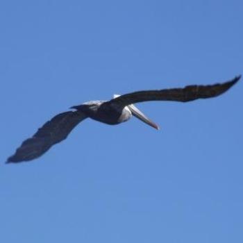 <b>Brown Pelican flying over Ormond Beach, Florida - Eileen (Surrey, England)</b> <b>Brown Pelican flying over Ormond Beach, Florida - Eileen (Surrey, England)</b>