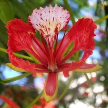 <b>Royal Poinciana (Delonix regia), La Gomera, Canary Islands - Eileen (Surrey, England)</b> <b>Royal Poinciana (Delonix regia), La Gomera, Canary Islands - Eileen (Surrey, England)</b>