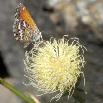 <b>Butterfly and Thistle, Mount Teide, Tenerife - Eileen (Surrey, England)</b> <b>Butterfly and Thistle, Mount Teide, Tenerife - Eileen (Surrey, England)</b>