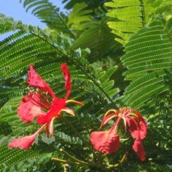 <b>Flowers, Royal Poinciana (Delonix regia), La Gomera, Canary Islands - Eileen (Surrey, England)</b> <b>Flowers, Royal Poinciana (Delonix regia), La Gomera, Canary Islands - Eileen (Surrey, England)</b>