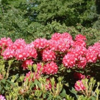 <b>Rhododendrons at Borde Hall, England - Eileen (Surrey, England)</b> <b>Rhododendrons at Borde Hall, England - Eileen (Surrey, England)</b>