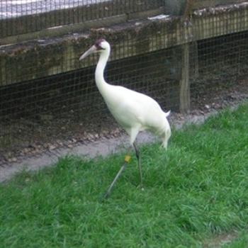 <b>Whooping Crane at Homosassa Wildlife State Park. Extinction IS NOT inevitable. </b> <b>Whooping Crane at Homosassa Wildlife State Park. Extinction IS NOT inevitable. </b>