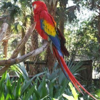 <b>Scarlet Macaw, St Augustine Alligator Farm, Florida - Eileen (Surrey, England)</b> <b>Scarlet Macaw, St Augustine Alligator Farm, Florida - Eileen (Surrey, England)</b>
