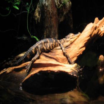<b>Alligator in repose at Tennessee Aquarium, Chattanooga, TN, USA</b> <b>Alligator in repose at Tennessee Aquarium, Chattanooga, TN, USA</b>