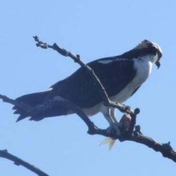 <b>Osprey and catch, Merritt Island Nature Reserve, Florida - Eileen (Surrey, England)</b> <b>Osprey and catch, Merritt Island Nature Reserve, Florida - Eileen (Surrey, England)</b>