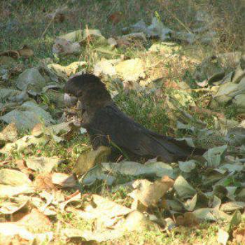 <b>Red tailed black cockatoo, Kings Canyon, Central Australia N.T.. Wendy/Perth</b> <b>Red tailed black cockatoo, Kings Canyon, Central Australia N.T.. Wendy/Perth</b>