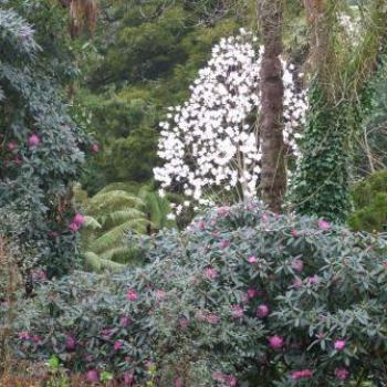 <b>Spring, Lost Gardens of Heligan, St Austell, Cornwall, England - Eileen (Surrey, England)</b> <b>Spring, Lost Gardens of Heligan, St Austell, Cornwall, England - Eileen (Surrey, England)</b>