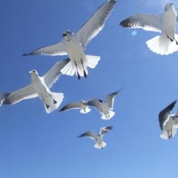 <b>Feeding the gulls, Cocoa Beach, Florida - Eileen (Surrey, England)</b> <b>Feeding the gulls, Cocoa Beach, Florida - Eileen (Surrey, England)</b>