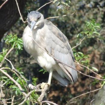 <b>Black-crowned Night Heron, St Augustine Alligator Farm, Florida, Eileen (Surrey, England)</b> <b>Black-crowned Night Heron, St Augustine Alligator Farm, Florida, Eileen (Surrey, England)</b>