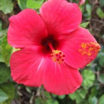 <b>Hibiscus, La Gomera, Canary Islands - Eileen (Surrey, England)</b> <b>Hibiscus, La Gomera, Canary Islands - Eileen (Surrey, England)</b>