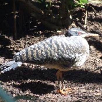 <b>St Augustine Alligator Farm, Florida, Eileen (Surrey, England)</b> <b>St Augustine Alligator Farm, Florida, Eileen (Surrey, England)</b>