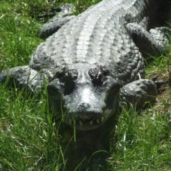 <b>St Augustine Alligator Farm, Florida - Eileen (Surrey, England)</b> <b>St Augustine Alligator Farm, Florida - Eileen (Surrey, England)</b>