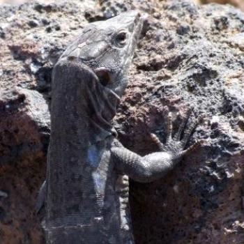 <b>Spotted Lizard posing after being handfed, Tenerife - Eileen (Surrey, England)</b> <b>Spotted Lizard posing after being handfed, Tenerife - Eileen (Surrey, England)</b>