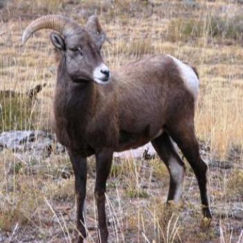 <b>Why is that noise disturbing my herd in Uintah Mountains by Wilodene of Utah</b> <b>Why is that noise disturbing my herd in Uintah Mountains by Wilodene of Utah</b>