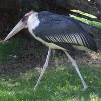 <b>Maribou Stork, St Augustine Alligator Farm, Florida, Eileen (Surrey, England)temples, Egypt, Eileen (Surrey, England), England)</b> <b>Maribou Stork, St Augustine Alligator Farm, Florida, Eileen (Surrey, England)temples, Egypt, Eileen (Surrey, England), England)</b>