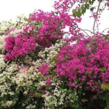 <b>Bougainvilleae, Kitchener's Island, Egypt - Eileen (Surrey, England)</b> <b>Bougainvilleae, Kitchener's Island, Egypt - Eileen (Surrey, England)</b>