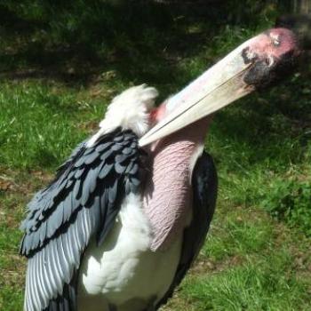 <b>Marabou Stork, St Augustine Alligator Farm, Florida - Eileen (Surrey, England)</b> <b>Marabou Stork, St Augustine Alligator Farm, Florida - Eileen (Surrey, England)</b>