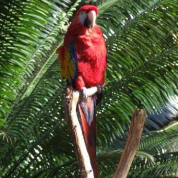 <b>Scarlet Macaw, St Augustine Alligator Farm, Florida - Eileen (Surrey, England)</b> <b>Scarlet Macaw, St Augustine Alligator Farm, Florida - Eileen (Surrey, England)</b>