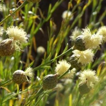 <b>Carlina salicifolia, Mount Teide, Tenerife - Eileen (Surrey, England)</b> <b>Carlina salicifolia, Mount Teide, Tenerife - Eileen (Surrey, England)</b>