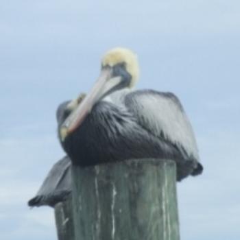<b>Brown pelican, Ponce Inlet, Florida - Eileen (Surrey, England)</b> <b>Brown pelican, Ponce Inlet, Florida - Eileen (Surrey, England)</b>