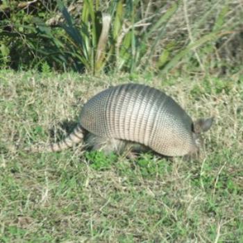 <b>Nine-banded armadillo, Kennedy Space Centre, Florida, Eileen (Surrey, England)</b> <b>Nine-banded armadillo, Kennedy Space Centre, Florida, Eileen (Surrey, England)</b>