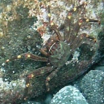 <b>Nimble Spray or Urchin crab aka Sally Lightfoot, Tenerife - Eileen (Surrey, England)</b> <b>Nimble Spray or Urchin crab aka Sally Lightfoot, Tenerife - Eileen (Surrey, England)</b>