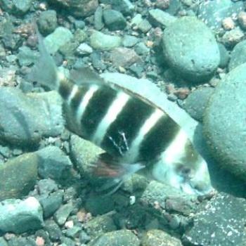 <b>Injured Zebra Bream with one eye, Tenerife - Eileen (Surrey, England)</b> <b>Injured Zebra Bream with one eye, Tenerife - Eileen (Surrey, England)</b>
