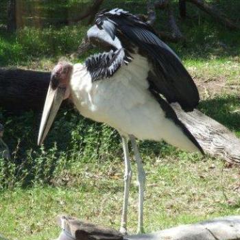 <b>Marabou Stork, St Augustine Alligator Farm, Florida - Eileen (Surrey, England)</b> <b>Marabou Stork, St Augustine Alligator Farm, Florida - Eileen (Surrey, England)</b>
