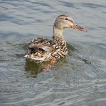 <b>Curious female mallard with lonnng bill at Green Lake in Utah - by Wilodene</b> <b>Curious female mallard with lonnng bill at Green Lake in Utah - by Wilodene</b>