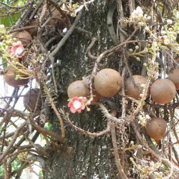 <b>Nature's Cannonballs Darwin Botanical Gardens (Couroupita Guianensis) Mr Bob</b> <b>Nature's Cannonballs Darwin Botanical Gardens (Couroupita Guianensis) Mr Bob</b>