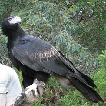 <b>Jedda was not happy about wild eagle overhead Kangaroo Is S Aust Mr Bob</b> <b>Jedda was not happy about wild eagle overhead Kangaroo Is S Aust Mr Bob</b>
