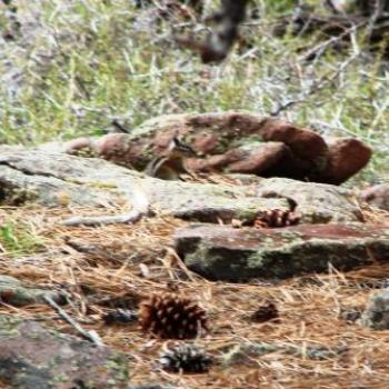 <b>Chipmunk camouflage at Red Canyon in Utah - by Wilodene May 2010</b> <b>Chipmunk camouflage at Red Canyon in Utah - by Wilodene May 2010</b>