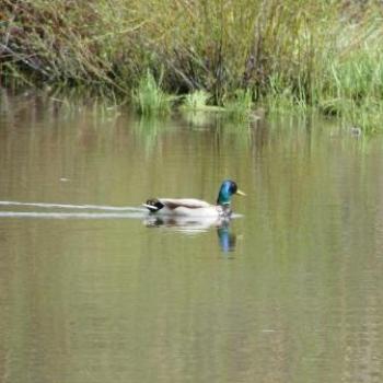 <b>Reflective colors of a male mallard at Green Lake in Utah - by Wilodene May 2010</b> <b>Reflective colors of a male mallard at Green Lake in Utah - by Wilodene May 2010</b>