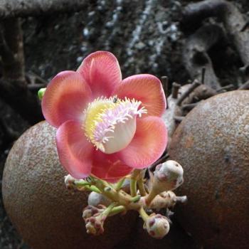 <b>Cannonball Tree Flower Darwin Botanical Gardens (Couroupita Guianensis) Mr Bob</b> <b>Cannonball Tree Flower Darwin Botanical Gardens (Couroupita Guianensis) Mr Bob</b>