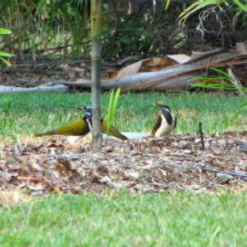 <b>Birds, Katherine, N.T. - Wendy/Perth</b>