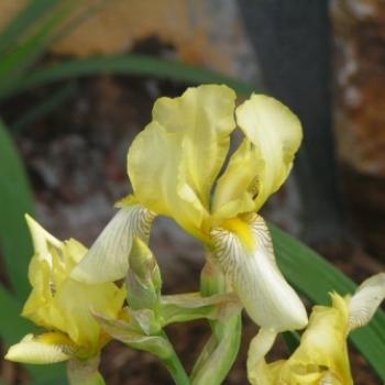 <b>Yellow Iris Sue / OK</b>
