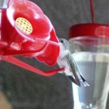 <b>Humming bird at the feeder  Sue / OK</b>